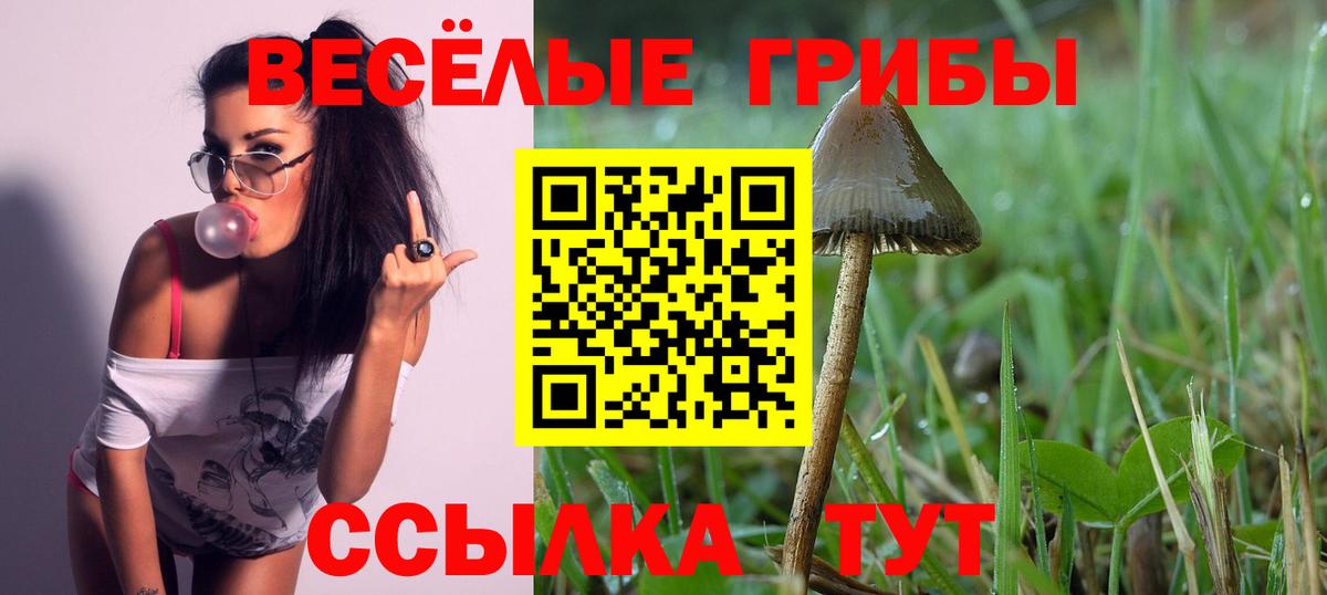 Псилоцибиновые грибы Psilocybe Северск